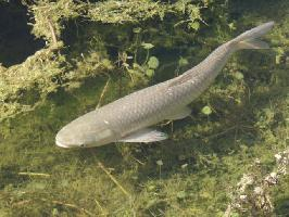 Foto: Carpa erbivora