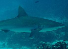 Foto: Squalo grigio del reef