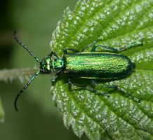 Foto: Cantaride officinale