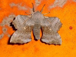 Foto: Sfinge del pioppo