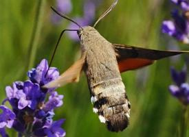 Foto: Sfinge del galio