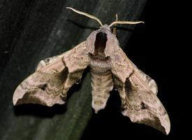 Foto: Sfinge dagli occhi