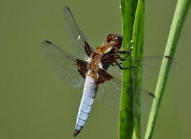 Foto: Libellula panciapiatta