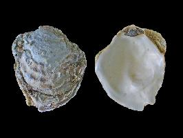 Foto: Ostrica