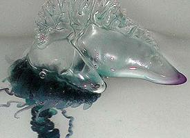 Foto: Caravella portoghese