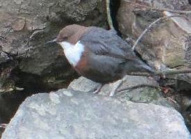 Foto: Merlo acquaiolo