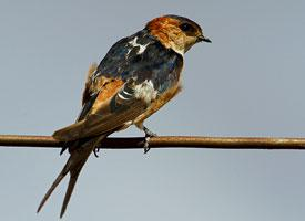 Foto: Rondine rossiccia