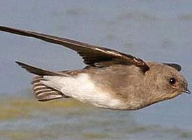 Foto: Topino disadorno