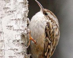 Foto: Rampichino comune