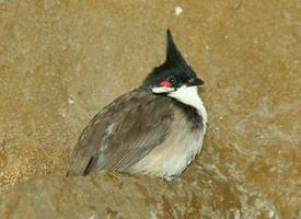 Foto: Bulbul dai mustacchi rossi