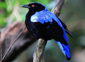 Foto: Irena dorsoazzurro