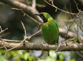 Foto: Tordo del malabar