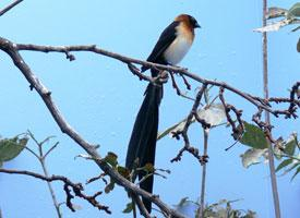 Foto: Vedova del paradiso