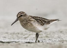 Foto: Gambecchio frullino