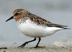 Foto: Gambecchio collorosso