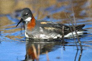 Foto: Falaropo beccosottile