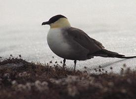 Foto: Labbo codalunga