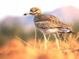 Foto: Occhione comune