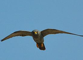 Foto: Falco della regina