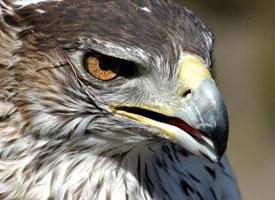 Foto: Aquila di bonelli