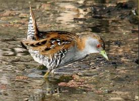 Foto: Schiribilla grigiata