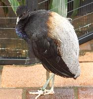 Foto: Trombettiere aligrigie