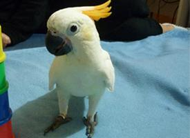 Foto: Cacatua crestagialla