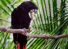 Foto: Cacatua nero codarossa