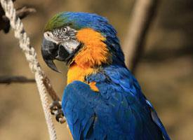 Foto: Ara gialloblù