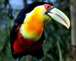 Foto: Tucano pettorosso