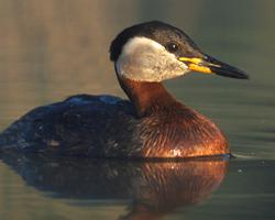 Foto: Svasso collorosso