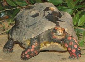 Foto: Tartaruga dalle zampe rosse