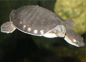 Foto: Tartaruga naso di porcello