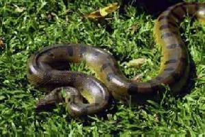 Foto: Anaconda verde