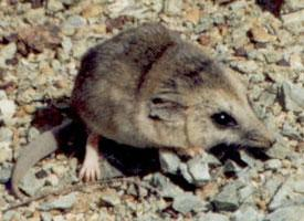 Foto: Topo marsupiale dalla coda grassa