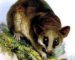 Foto: Opossum topo di linneo