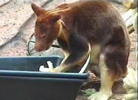 Foto: Canguro arboricolo di lumholtz