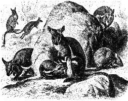 Foto: Wallaby delle rocce dai piedi gialli