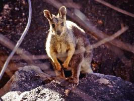 Foto: Wallaby delle rocce dai fianchi neri
