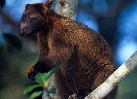 Foto: Canguro arboricolo di doria
