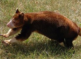 Foto: Canguro arboricolo di matschie