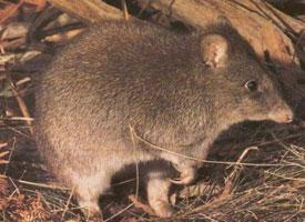 Foto: Potoroo dai piedi lunghi