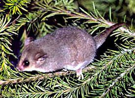 Foto: Opossum pigmeo orientale