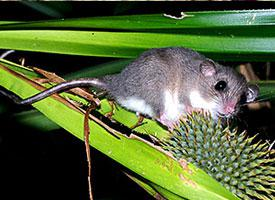 Foto: Opossum pigmeo dalla coda lunga