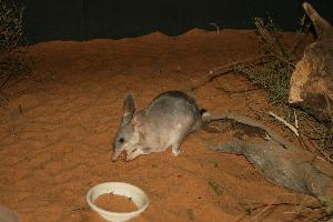 Foto: Bilby maggiore