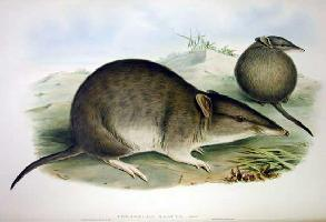 Foto: Bandicoot dal naso lungo