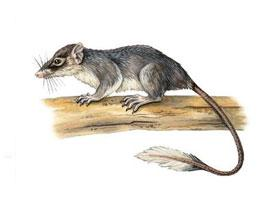 Foto: Ptilocerco dalla coda a piuma