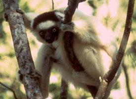 Foto: Sifaka di verreaux