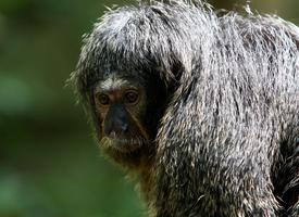 Foto: Saki dalla faccia bianca