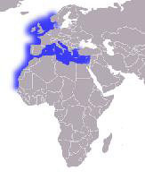 Foto: Gattuccio - distribuzione
